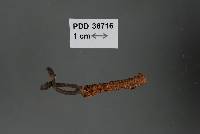 Image of Cordyceps consumpta