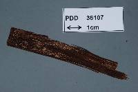 Image of Bactrodesmiella novae-zelandiae