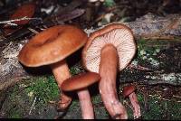 Lactarius umerensis image