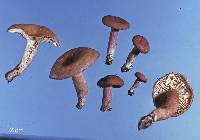 Lactarius umerensis image