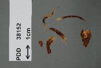 Uromyces meygounensis image