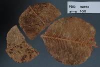 Asteromella pistaciarum image