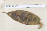 Asterina erebia image