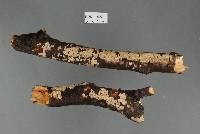 Aleurodiscus coralloides image