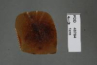 Ophionectria trichospora image