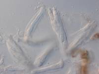 Parodiella maculata image