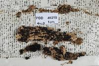 Colensoniella torulispora image