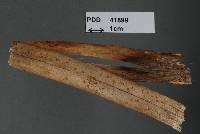 Stictis subiculata image