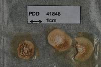 Stictis inconstans image