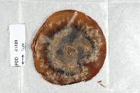 Cosmospora pseudoflavoviridis image