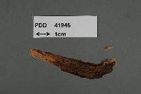 Trichosphaerella tuberculata image