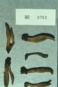 Microglossum olivaceum image