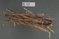 Stictis trinervia image