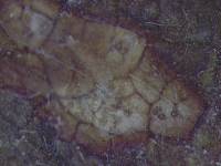 Mycosphaerella rubi image