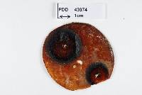 Hypoderma sticheri image