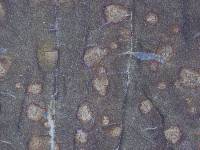 Mycosphaerella rubi image