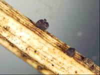 Hypoxylon torrendii image