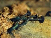 Chlorociboria colubrosa image