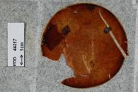 Neotyphodium lolii image