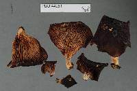 Pleurotus rattenburyi image