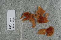 Neotyphodium lolii image
