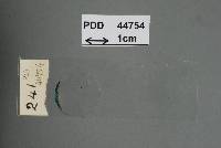 Tremellodendropsis transpusio image