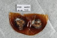 Nectria chaetopsinae-penicillatae image