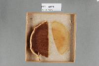 Hypomyces badius image