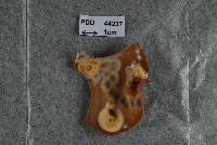 Cosmospora chaetopsinae image