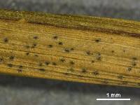 Ascochyta paspali image