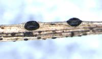 Image of Meloderma dracophylli