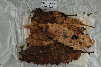 Pureke zelandicum image