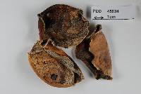 Hypoderma cordylines image