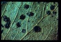 Image of Coccomyces radiatus