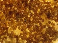 Psilocybe coprophila image