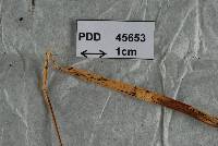 Lophodermium tindalii image