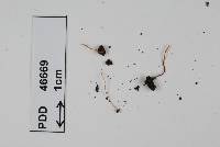 Clavaria echinobrevispora image