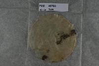 Hypocrea novae-zelandiae image
