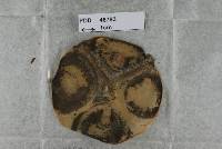 Hypocrea novae-zelandiae image