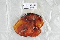 Lophodermium rubrum image