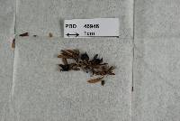 Lophodermium croesicum image