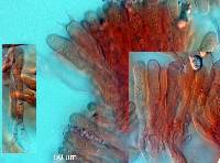 Clavaria echinobrevispora image