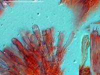 Clavaria tuberculospora image