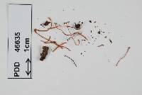 Image of Clavaria echinoolivacea