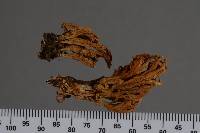 Clavulina cristata var. zealandica image