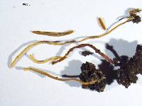 Clavaria echinobrevispora image