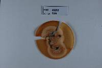 Hypoderma sigmoideum image