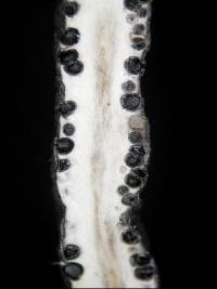 Xylaria arbuscula image