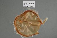 Monographella passiflorae image