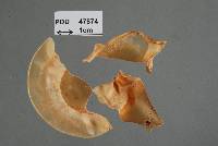 Monographella passiflorae image
